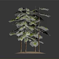 Three Lush Green Trees with Brown Trunks on Sandy Base and Dark Background