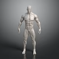 3D Rendered Muscular Human Figure White Anatomical Model Standing Pose