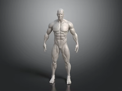 3D Rendered Muscular Human Figure White Anatomical Model Standing Pose 3d model