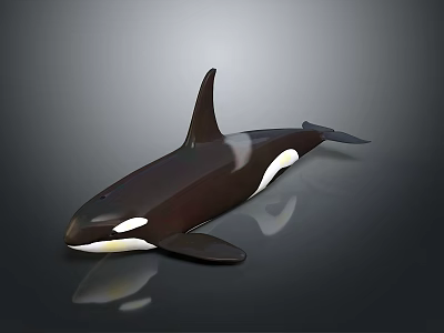 Orca Whale With Black And White Coloration Dorsal Fin And Pectoral Fin On Dark Background 3d model