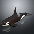 Orca Whale With Black And White Coloration Dorsal Fin And Pectoral Fin On Dark Background