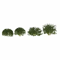 Garden Ornamental Shrubs Cornus sericea Flaviramea for Landscaping Design with Green Foliage and Bushy Growth