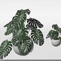 Decorative Green Monstera Bonsai Potted Plant in White Ceramic Pot with Large Leaves Indoor