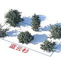Evergreen Blue Spruce Shrub Varieties For Garden And Yard Landscaping Design