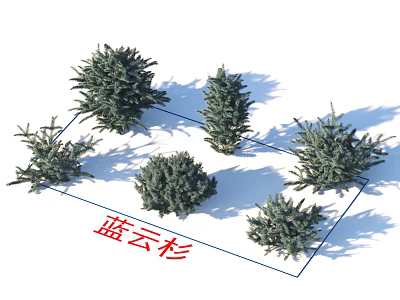 Evergreen Blue Spruce Shrub Varieties For Garden And Yard Landscaping Design 3d model