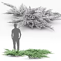Various Types Of Evergreen Shrubs With Green And Blue Foliage For Garden Landscaping