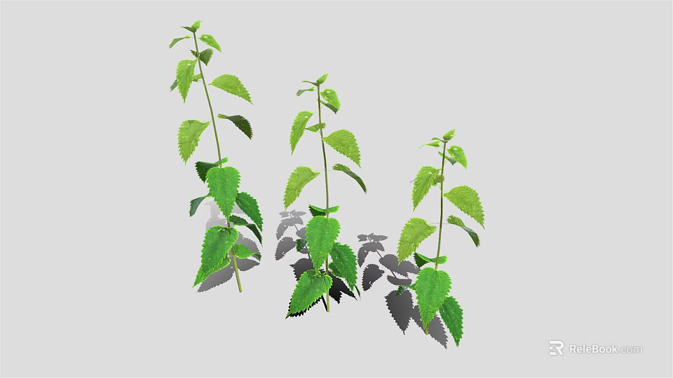 Three Green Plants with Fresh Leaves Casting Soft Shadows on Light Background 3d model 