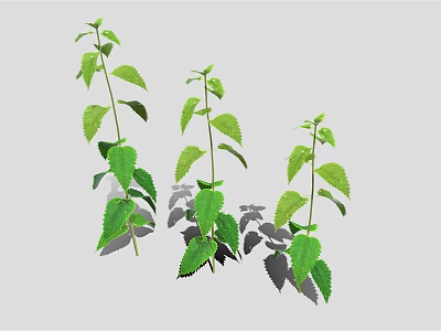 Three Green Plants with Fresh Leaves Casting Soft Shadows on Light Background 3d model