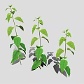 Three Green Plants with Fresh Leaves Casting Soft Shadows on Light Background 3d model