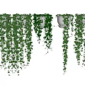 Lush Green Trailing Vines In Wall Hanging Planters With Dense Cascading Foliage
