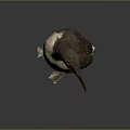 Brown and White Flying Seabird Standing Upright on Dark Background with Natural Plumage