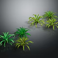 Green and Yellow Curly Leaf Indoor Decorative Plants on Dark Surface
