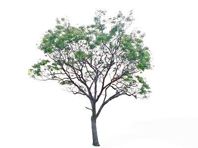 Vibrant Lush Green Leafy Tree With Strong Trunk And Healthy Branches 3d model