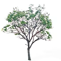 Vibrant Lush Green Leafy Tree With Strong Trunk And Healthy Branches