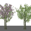 Two Tall Trees With Blooming Purple Flowers And Lush Green Leaves