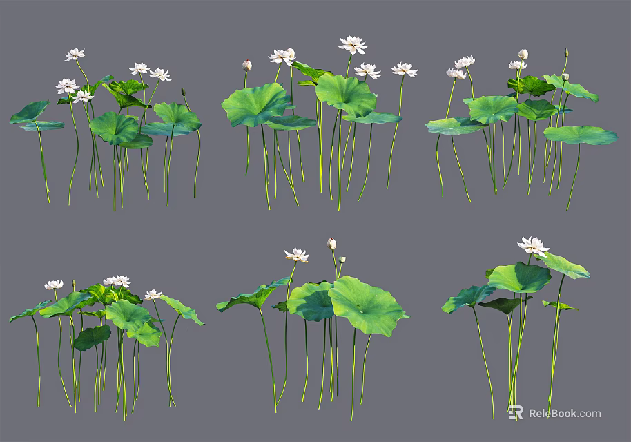 Lotus Plants with White Flowers Green Leaves and Slender Stems in Natural Arrangement 3d model 