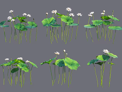 Lotus Plants with White Flowers Green Leaves and Slender Stems in Natural Arrangement 3d model