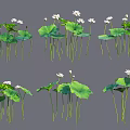 Lotus Plants with White Flowers Green Leaves and Slender Stems in Natural Arrangement