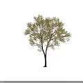 Tall Single Arbor Featuring Yellow Leaves Dark Trunk And Natural Branches