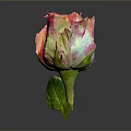 Bonsai Potted Plant With Pink And Orange Rose Bud And Green Leaf
