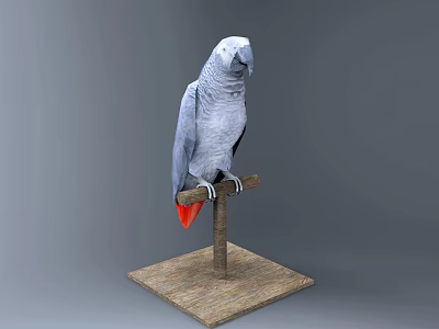 Grey Parrot with Red Tail Perched on Wooden Stand Against Grey Background 3d model