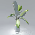 Potted Plant with Large Green Leaves in Grey Cylindrical Pot for Indoor Decor