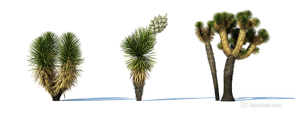Yucca Shrubs With White Flower Clusters And Green Yellow Leaves In Natural Setting 3d model 