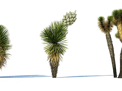 Yucca Shrubs With White Flower Clusters And Green Yellow Leaves In Natural Setting 3d model