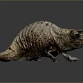 Brown And Beige Chameleon With Bark Like Skin Texture Standing On Dark Background Surface