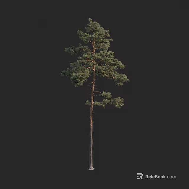 Tall Arbor Pine Tree With Straight Trunk And Lush Green Branches 3d model