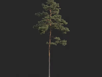 Tall Arbor Pine Tree With Straight Trunk And Lush Green Branches 3d model