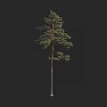 Tall Arbor Pine Tree With Straight Trunk And Lush Green Branches 3d model