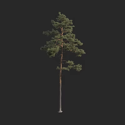 Tall Arbor Pine Tree With Straight Trunk And Lush Green Branches 3d model