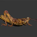 Fried Grasshopper With Orange Yellow Exoskeleton Long Legs And Antennae On Dark Reflective Surface