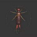 Earwig With Red Head Dark Body Pincer Tail And Yellow Legs On Dark Background