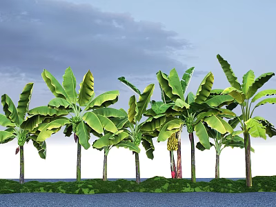 Tall Banana Trees With Large Green Leaves Growing By Waterfront Under Blue Sky 3d model