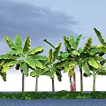 Tall Banana Trees With Large Green Leaves Growing By Waterfront Under Blue Sky