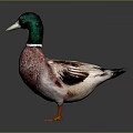 Duck With Green Head White Neck Brown White Feathers And Orange Feet On Dark Background