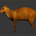 Orange Deer Like Animal With Small Horns Standing Against Gray Background With Reflection