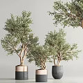 Bonsai Plants With Shaped Trunks And Lush Green Leaves In Various Colored Pots
