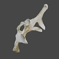 Detailed Animal Bone Structure Displaying Natural Skeletal Morphology And Anatomical Features