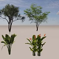 Indoor Plant Combination With Assorted Tropical Leafy And Ornamental Green Varieties