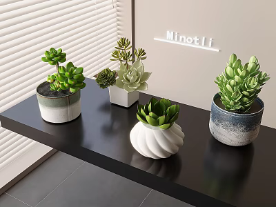 Various Succulent Plants in Stylish Decorative Pots on Black Shelf by Window 3d model