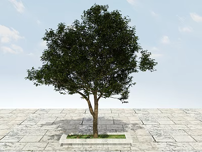 Arbor Growing in Stone Pavement with Green Leaves and Grass Patch Under Blue Sky 3d model