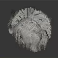Three Realistic Organ Models With Detailed Hair Structures On White Background