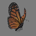 Monarch Butterfly With Vibrant Orange Black Wings And White Spots In Flight