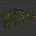Natural Pine Branch With Green Leaves And Brown Stem On Gray Background