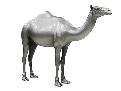 camel dromedary camel 3d model