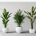 Different Types of Potted Green Plants in White Pots for Indoor Decoration