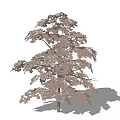 Leafy Shrub With Pinkish Leaves And Dense Foliage On Green Stem
